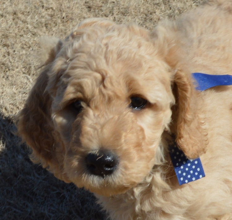 goldendoodle puppies atlanta georgia ga