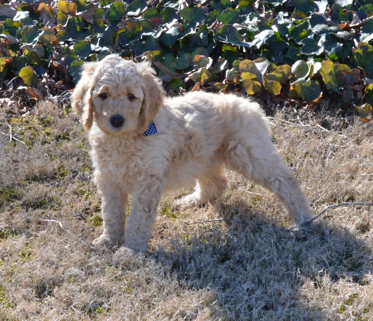 goldendoodle puppies atlanta georgia ga