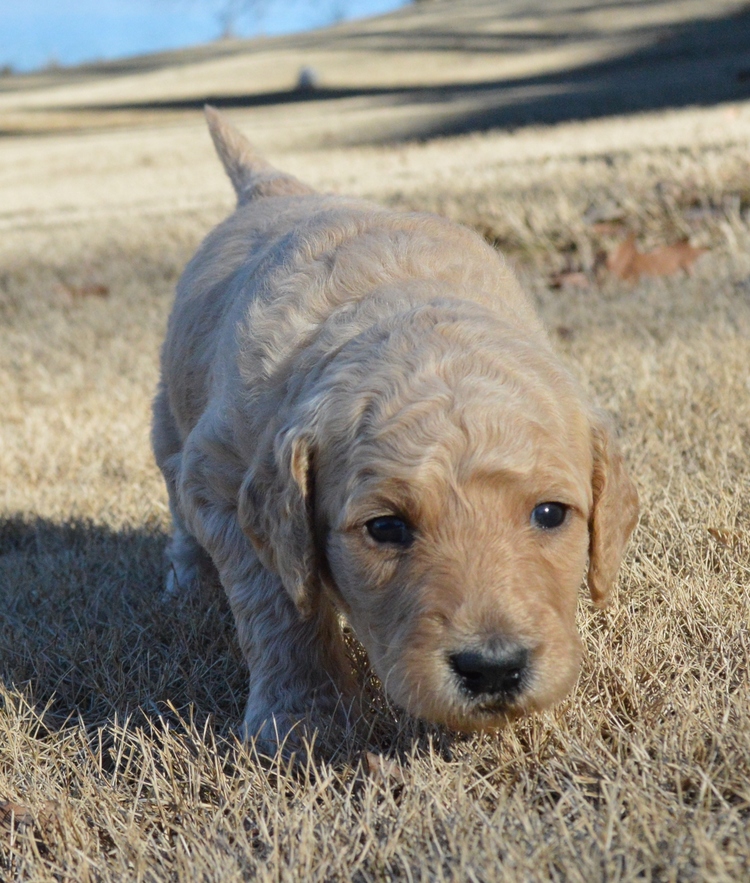 goldendoodle puppies atlanta georgia ga