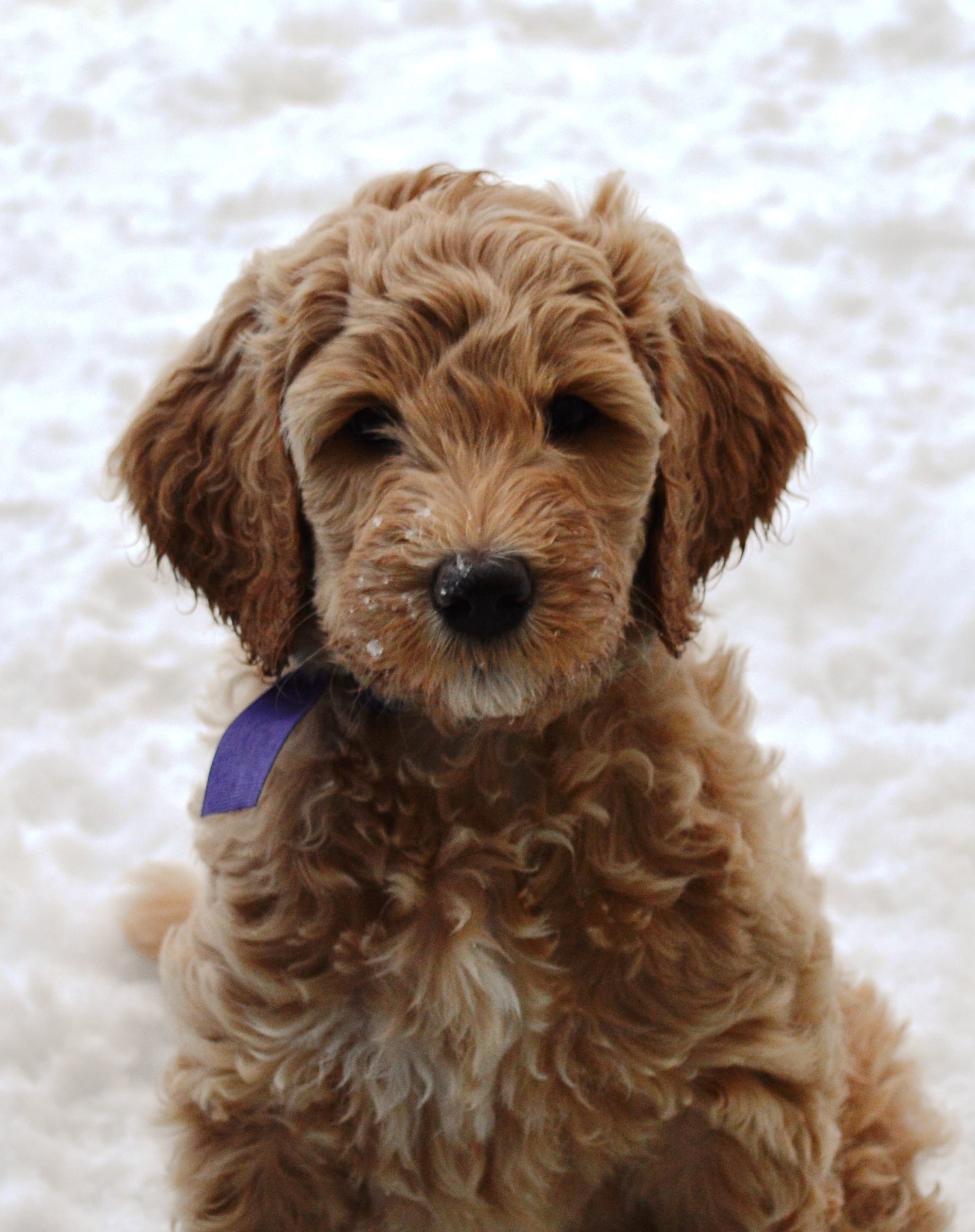 goldendoodle puppies atlanta georgia ga