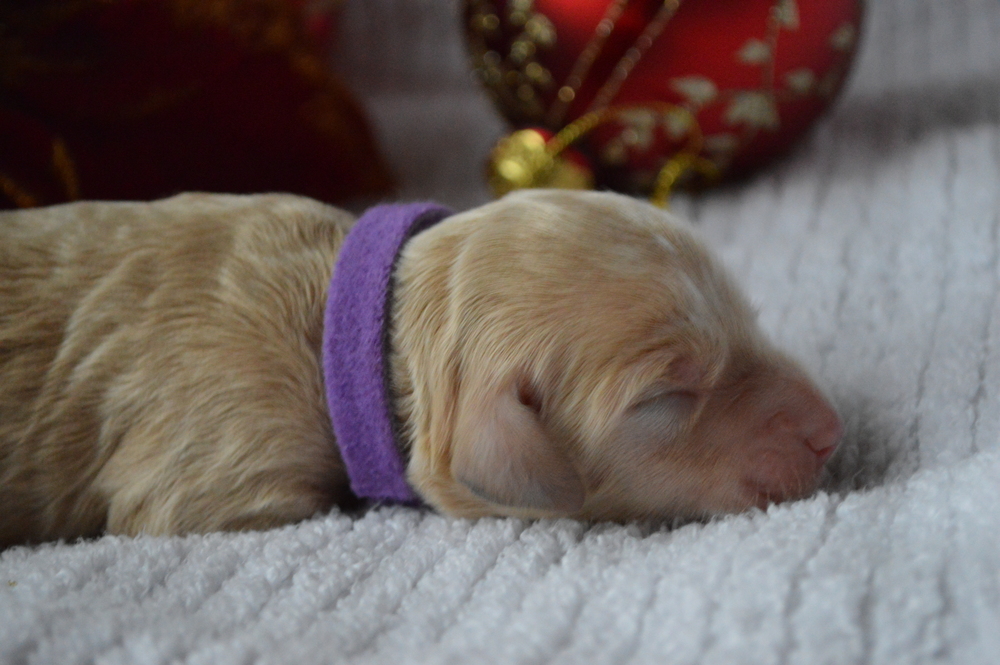 goldendoodle puppies atlanta georgia ga