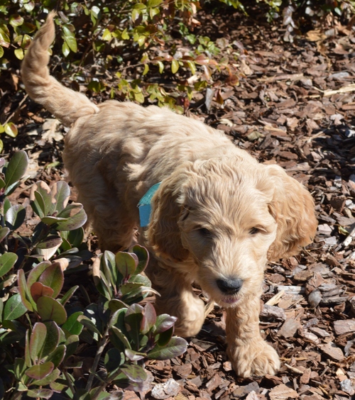 goldendoodle puppies atlanta georgia ga