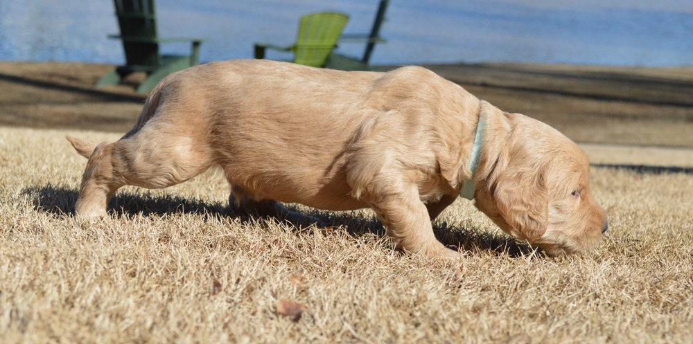 goldendoodle puppies atlanta georgia ga