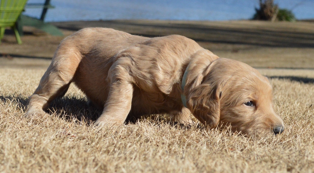 goldendoodle puppies atlanta georgia ga