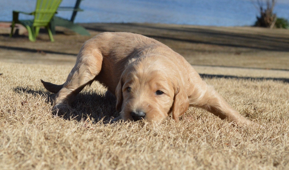 goldendoodle puppies atlanta georgia ga