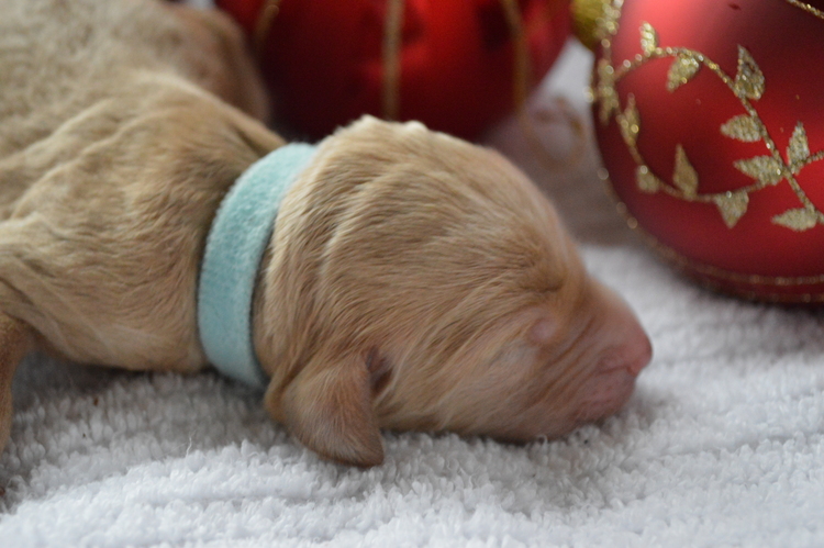 goldendoodle puppies atlanta georgia ga