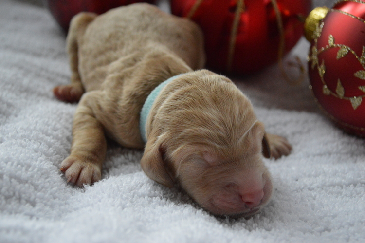 goldendoodle puppies atlanta georgia ga