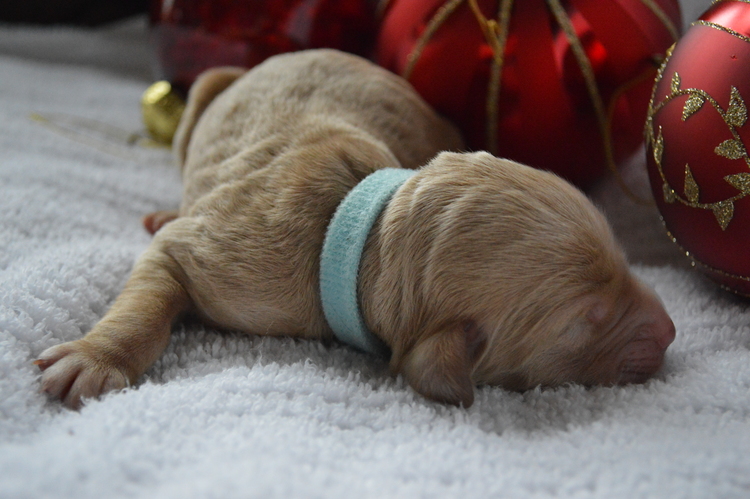 goldendoodle puppies atlanta georgia ga