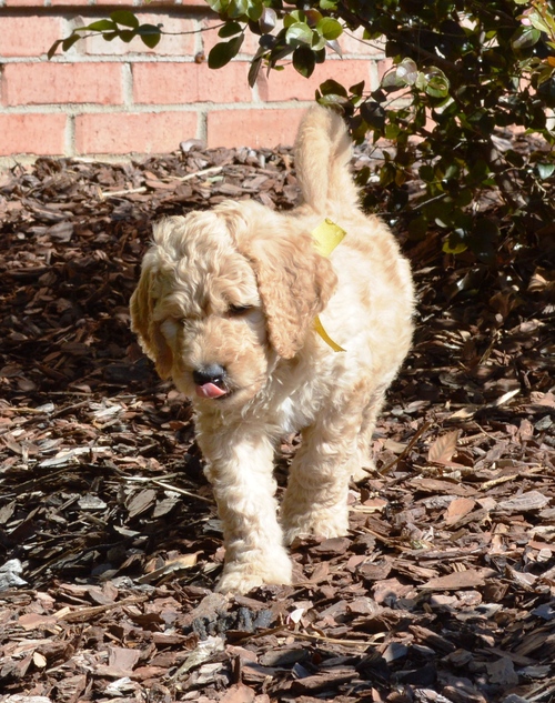 goldendoodle puppies atlanta georgia ga