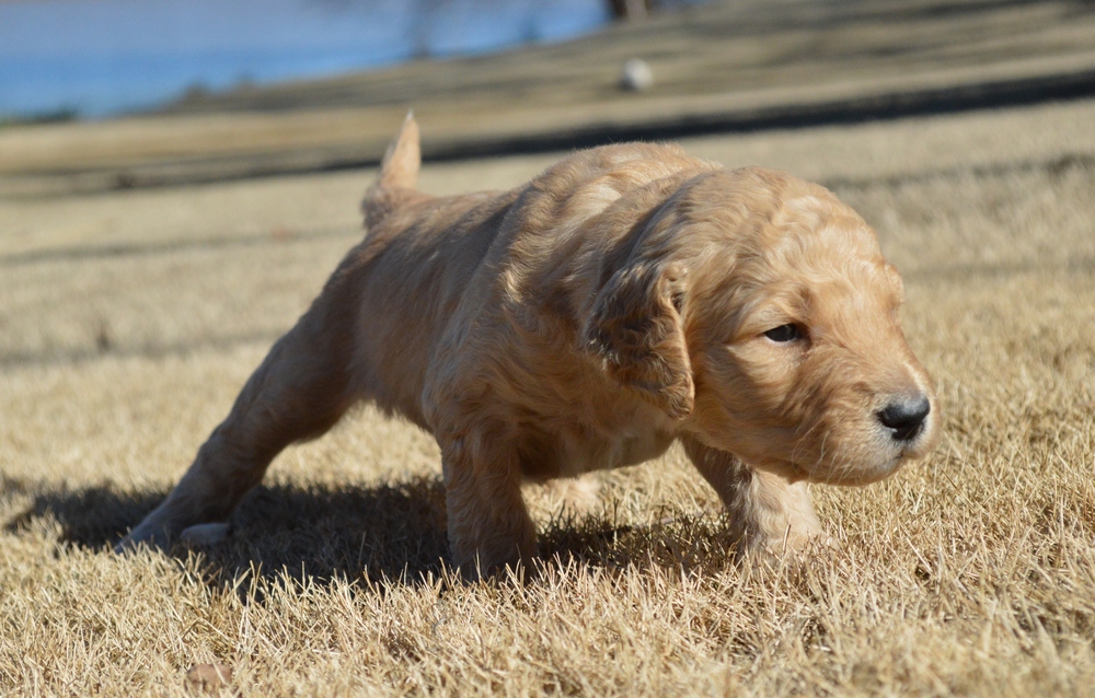 goldendoodle puppies atlanta georgia ga