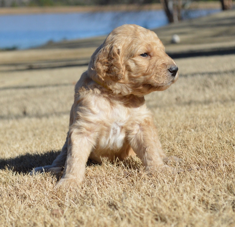 goldendoodle puppies atlanta georgia ga