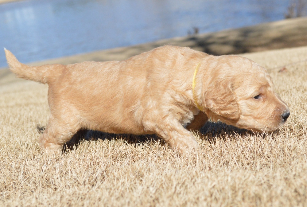 goldendoodle puppies atlanta georgia ga