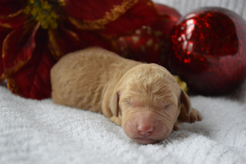 goldendoodle puppies atlanta georgia ga