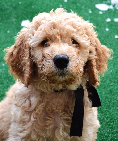 goldendoodle puppies atlanta georgia ga