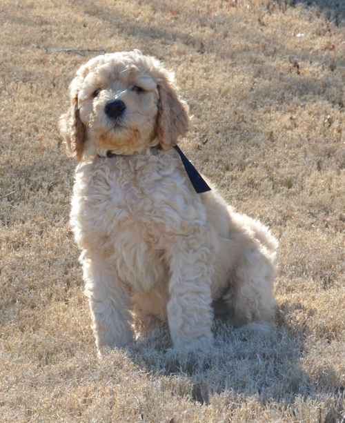 goldendoodle puppies atlanta georgia ga