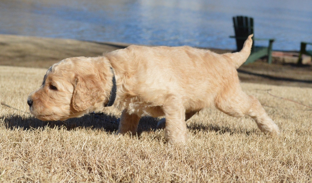 goldendoodle puppies atlanta georgia gagoldendoodle puppies atlanta georgia ga