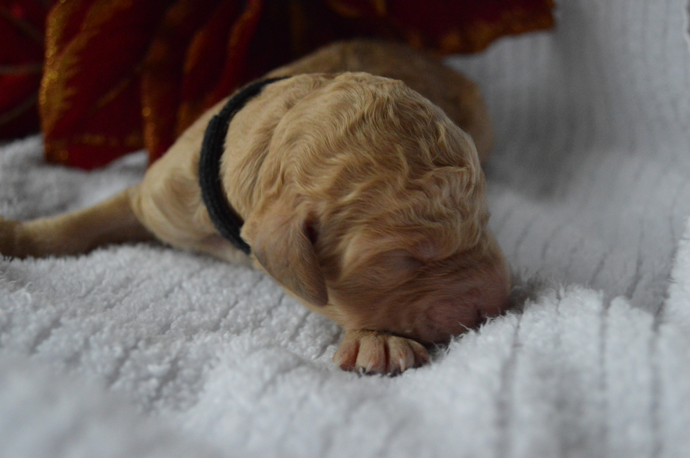 goldendoodle puppies atlanta georgia ga