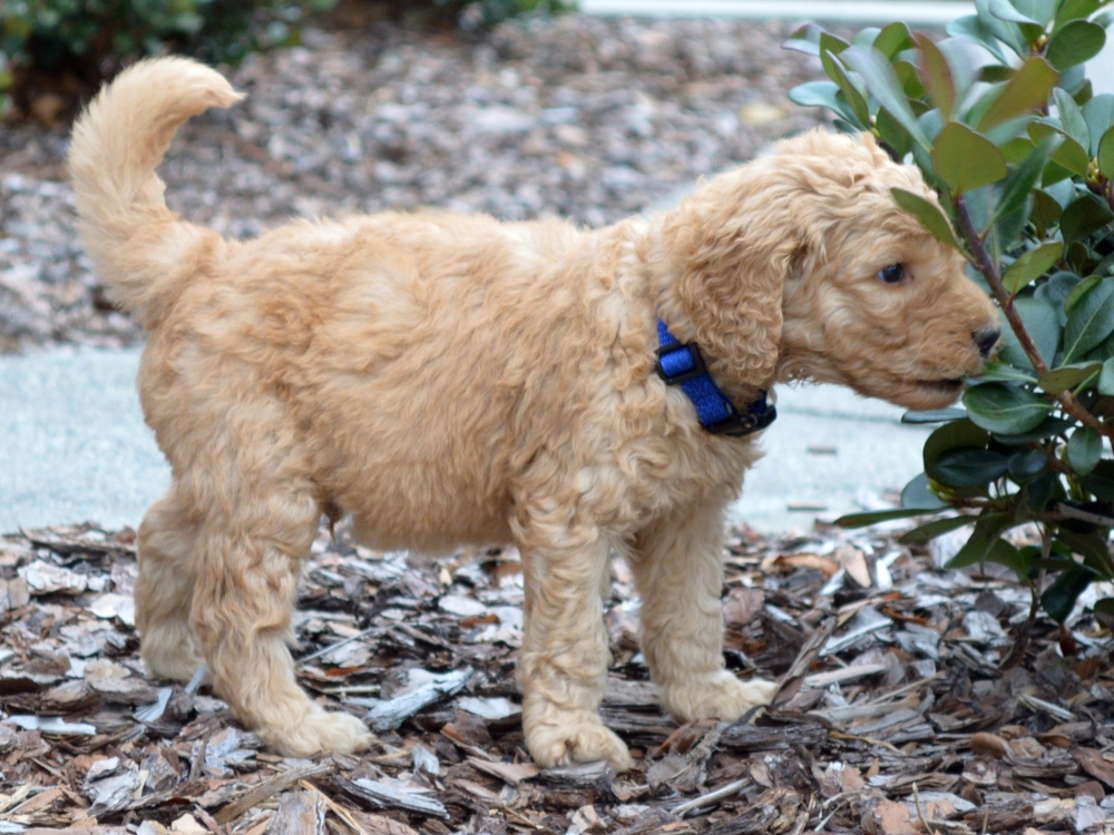 goldendoodle puppies atlanta ga