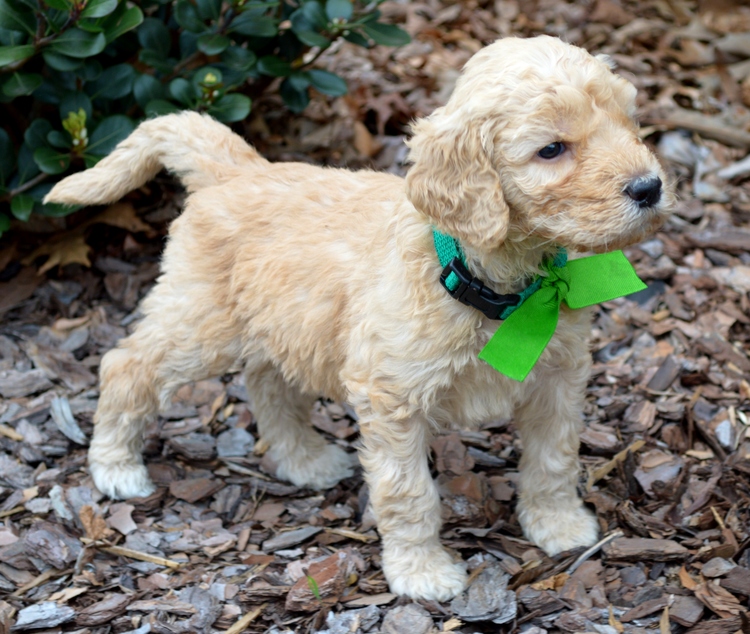 goldendoodle puppies atlanta ga