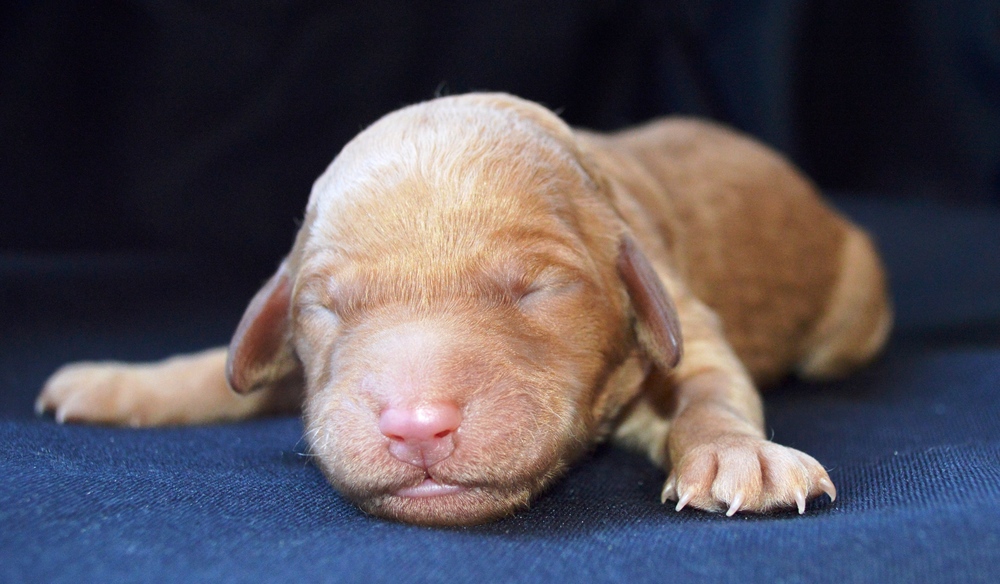 goldendoodle puppies atlanta ga