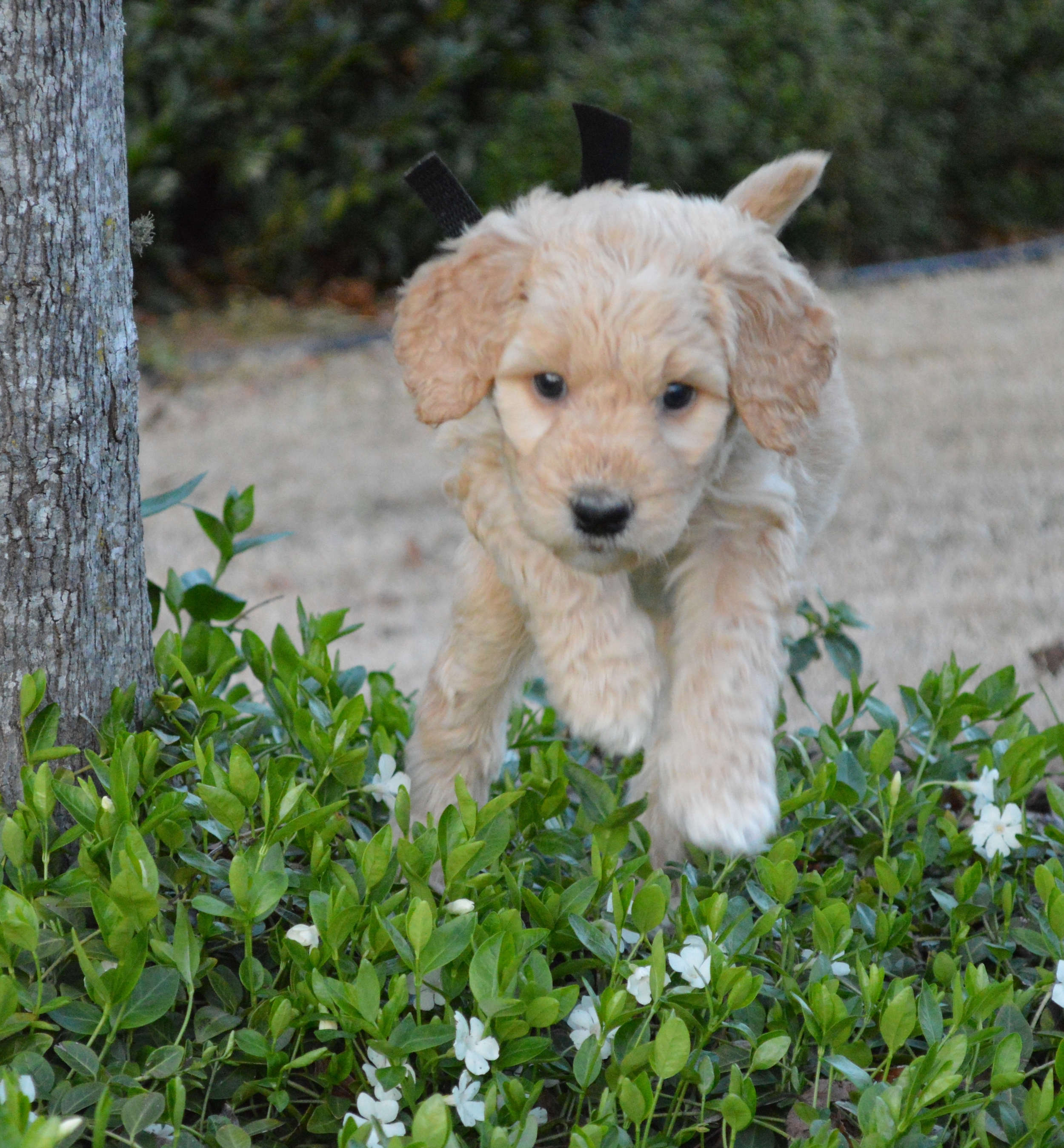 goldendoodle puppies atlanta ga