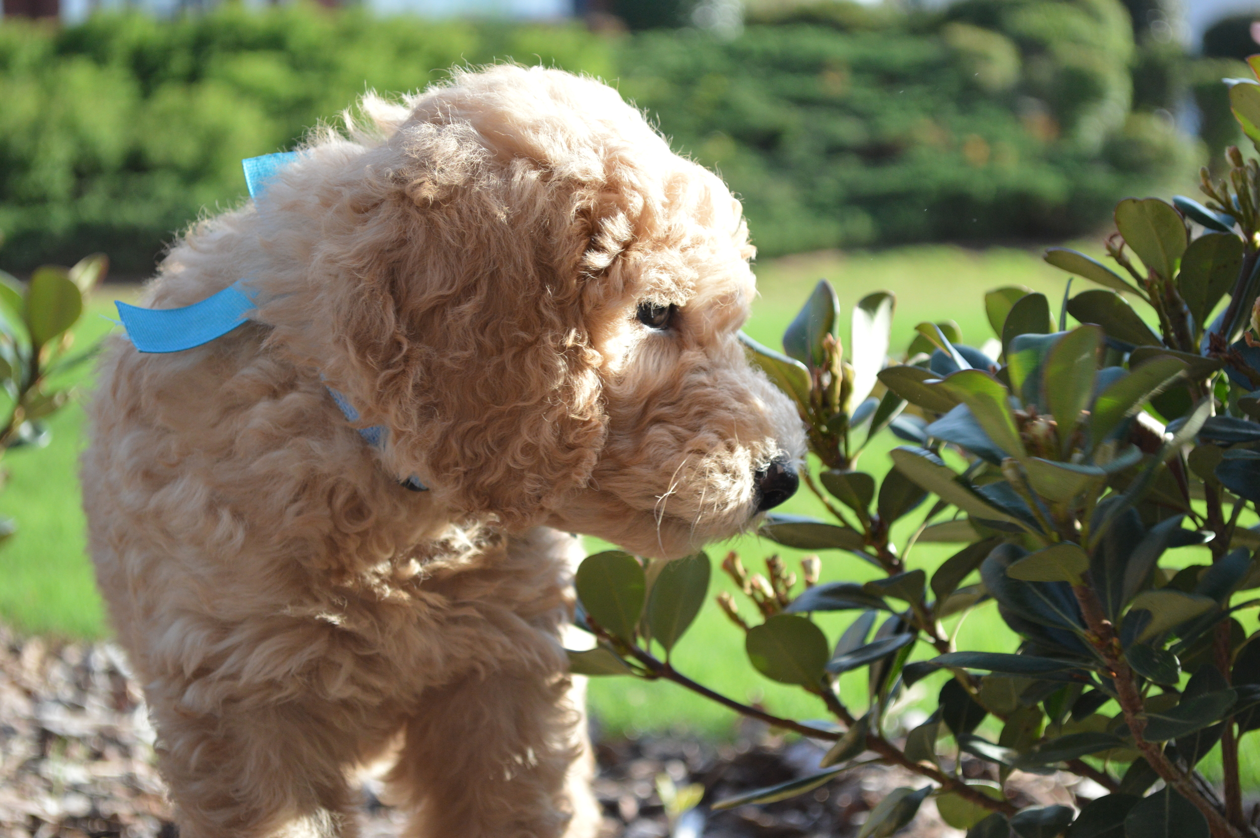 goldendoodle puppies atlanta ga