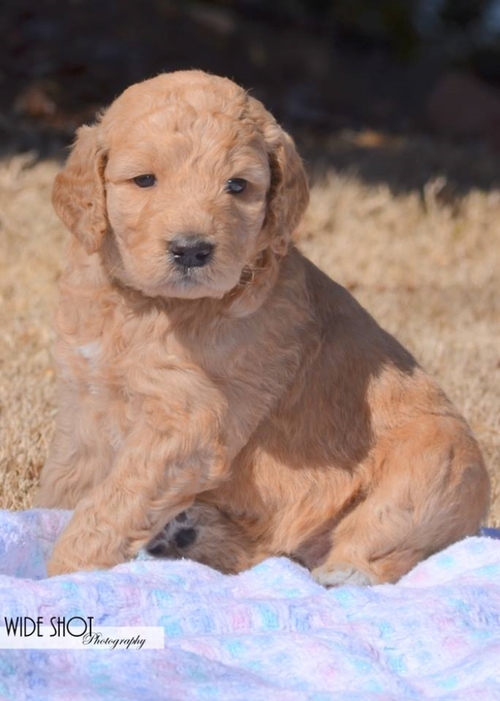 goldendoodle puppies atlanta ga