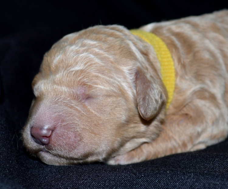 goldendoodle puppies atlanta ga