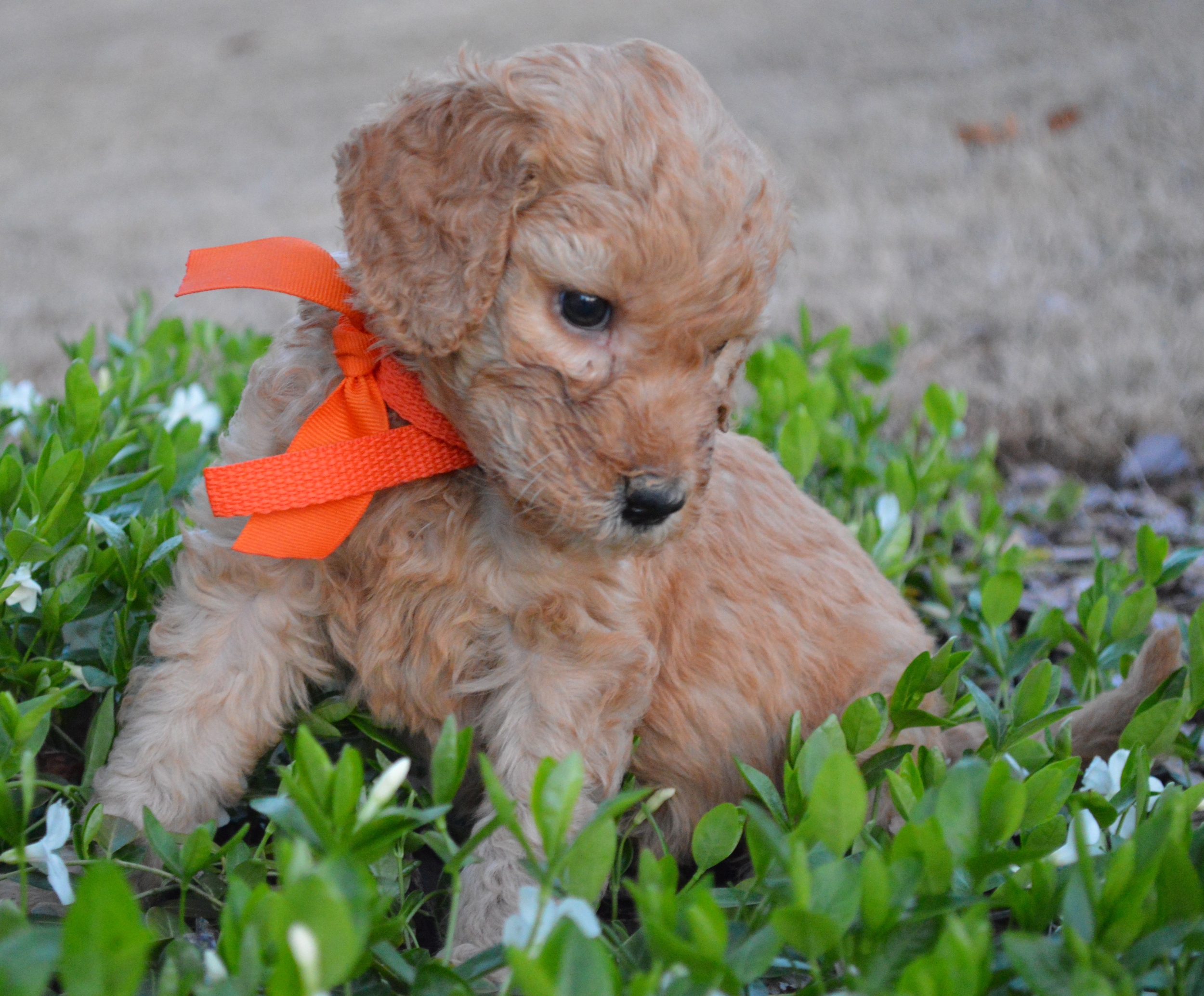 goldendoodle puppies atlanta ga