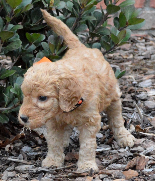 goldendoodle puppies atlanta ga