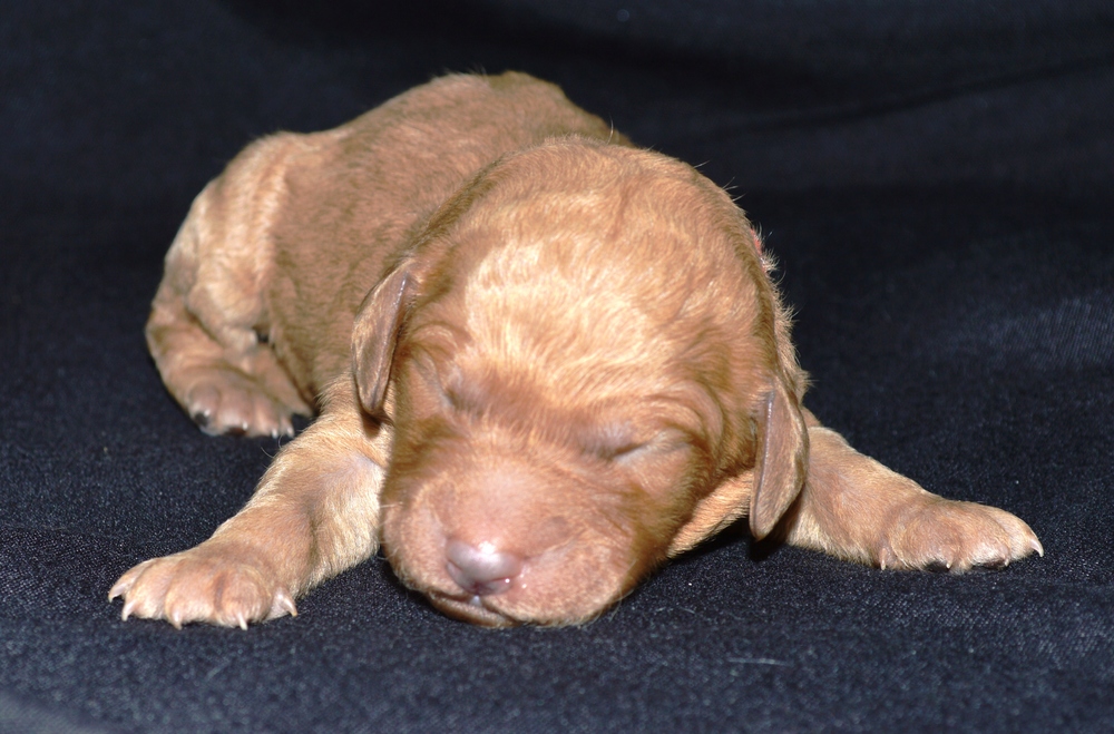 goldendoodle puppies atlanta ga