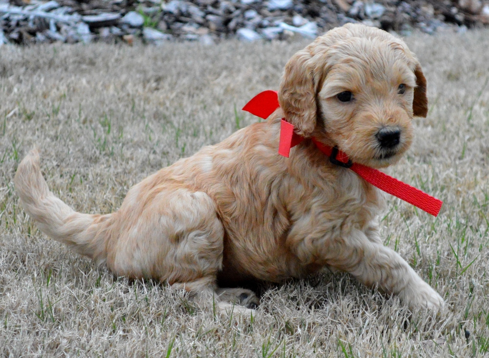 goldendoodle puppies atlanta ga