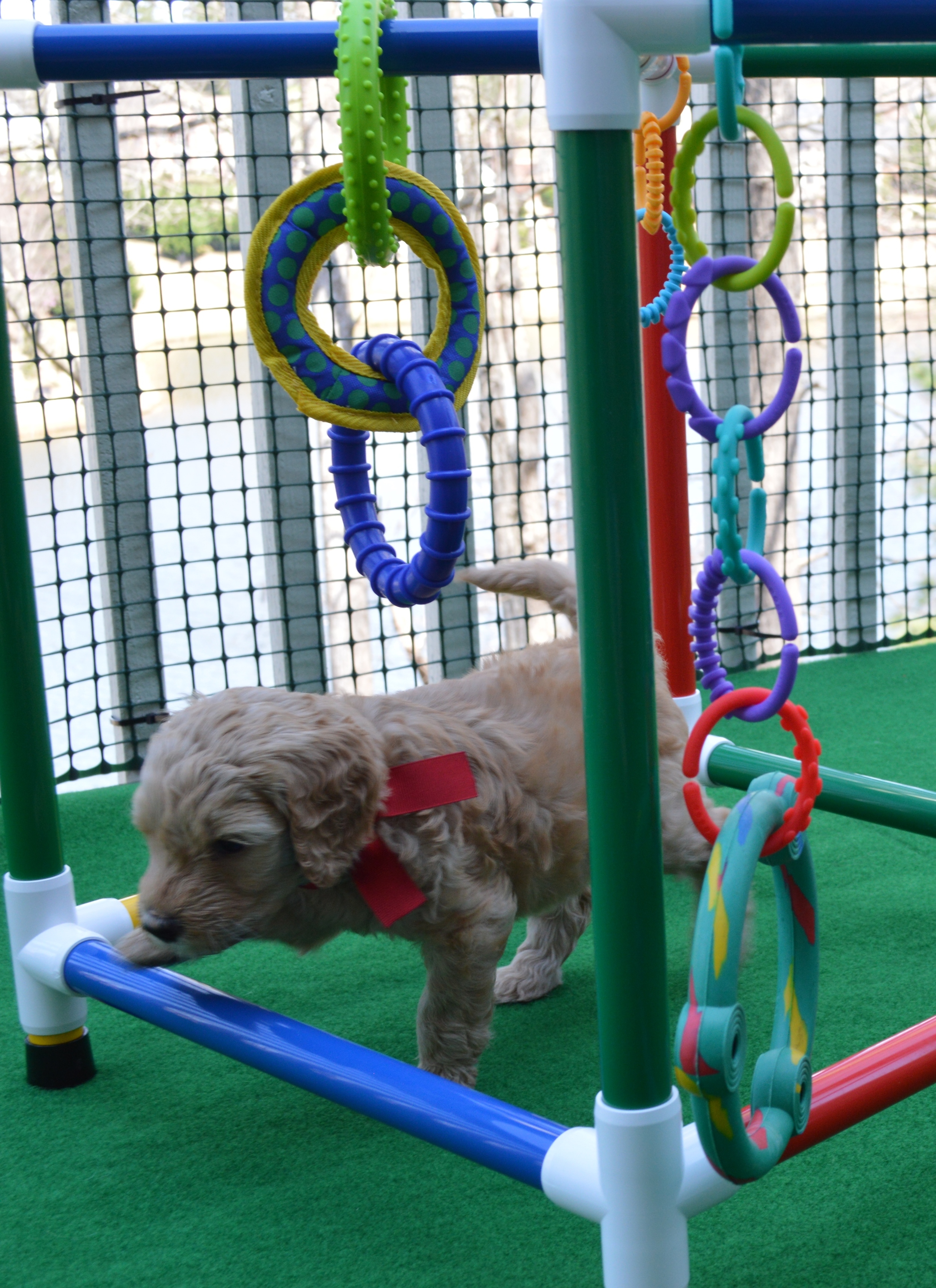 goldendoodle puppies atlanta ga