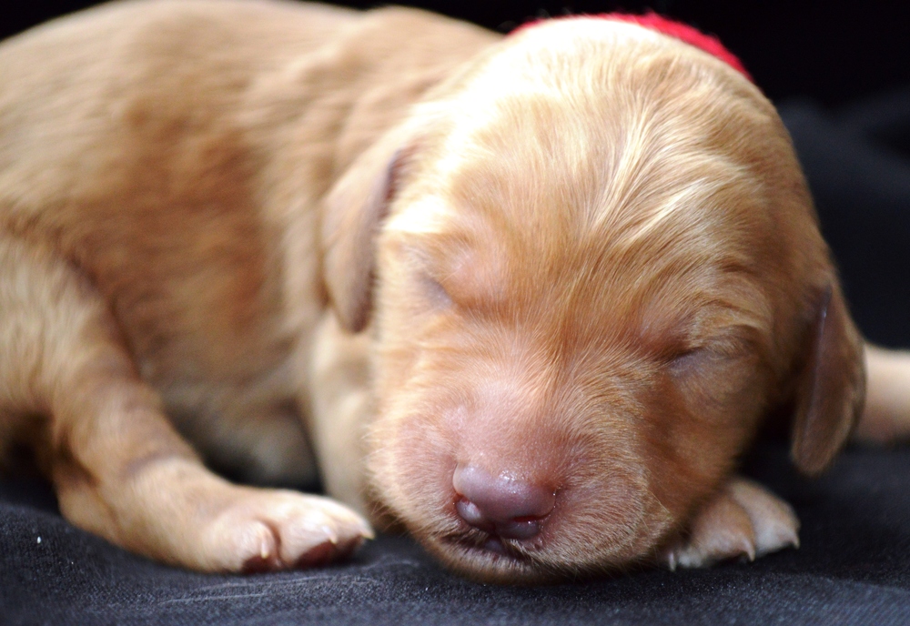 goldendoodle puppies atlanta ga