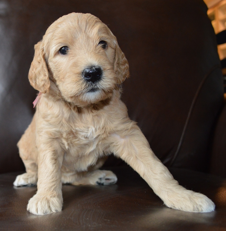 goldendoodle puppies atlanta georgia