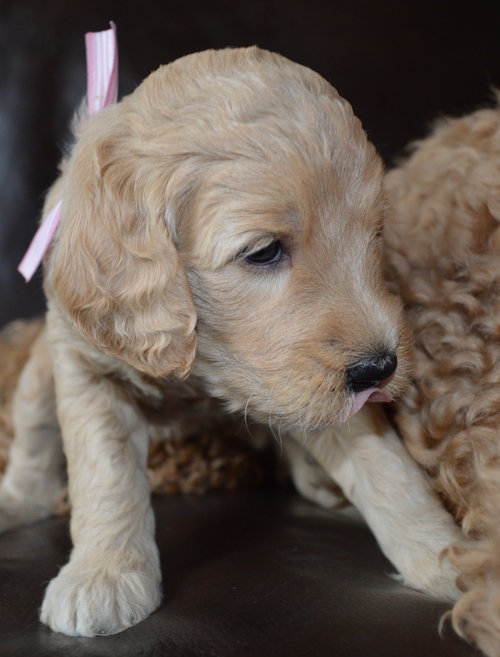 goldendoodle puppies atlanta georgia