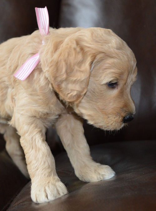 goldendoodle puppies atlanta georgia