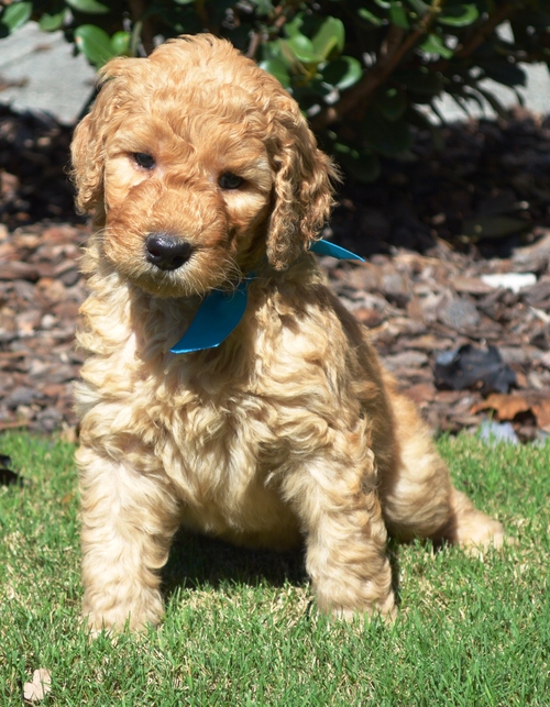 goldendoodle puppies atlanta georgia