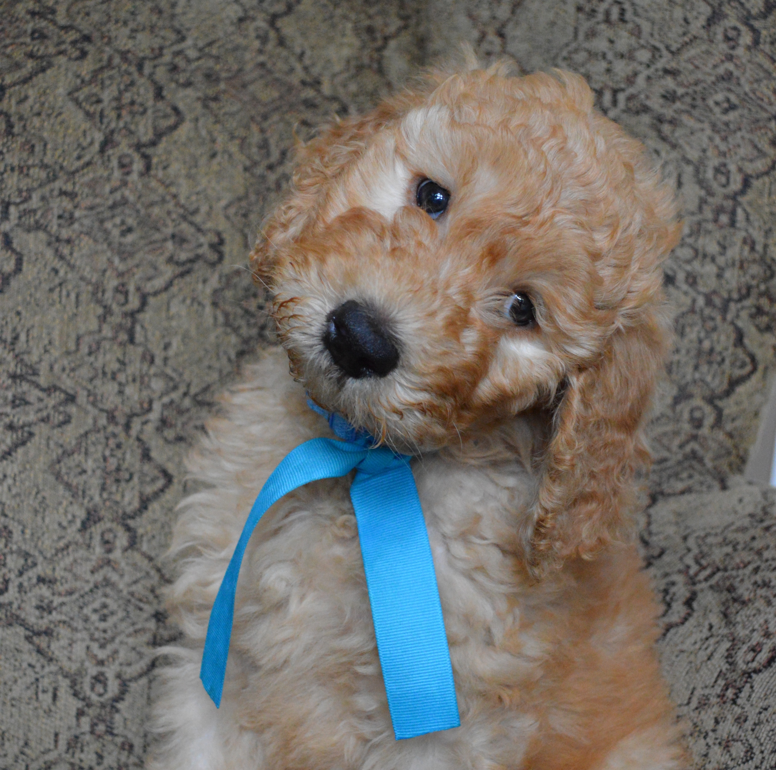 goldendoodle puppies atlanta georgia