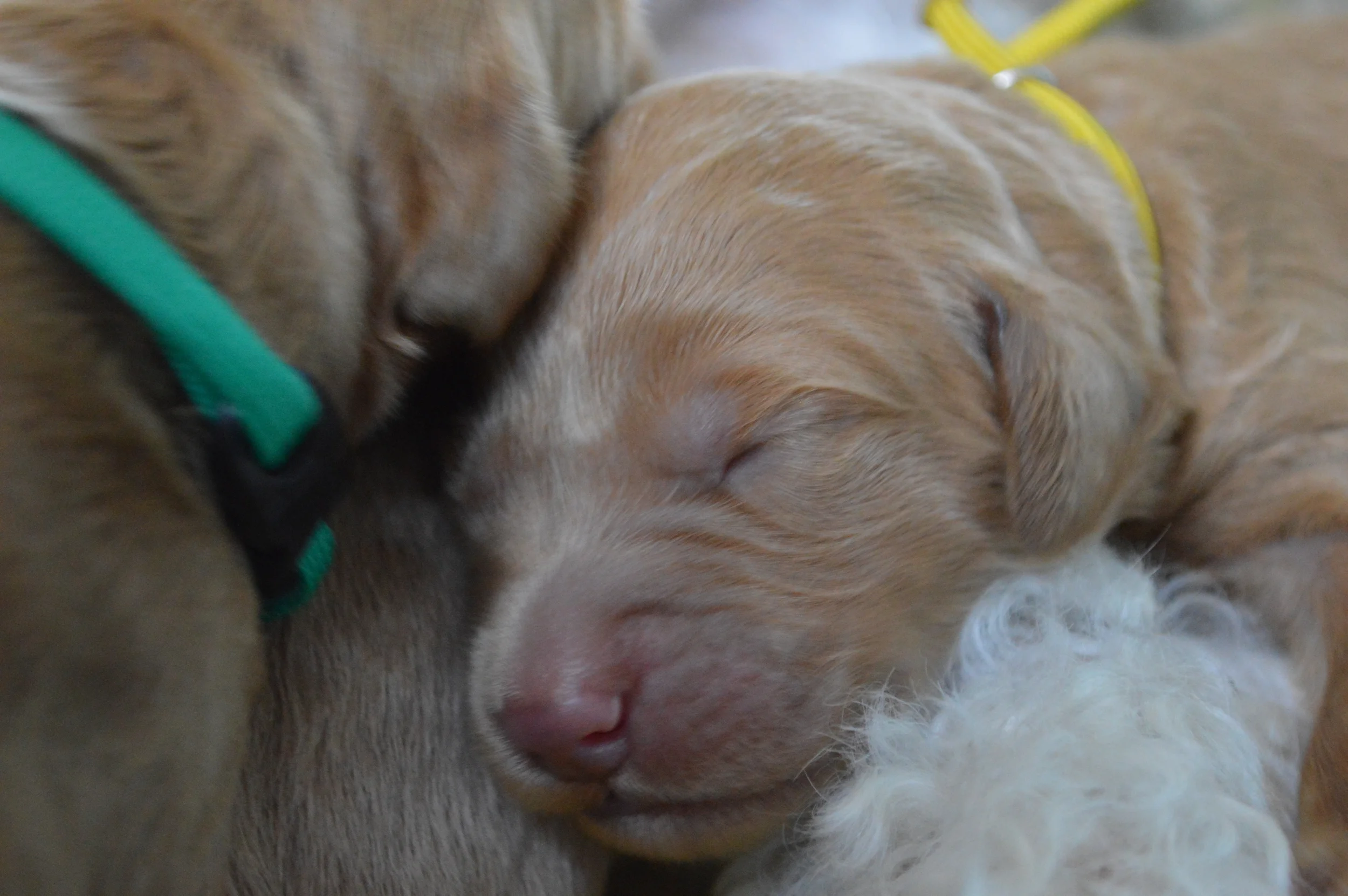 goldendoodle puppies lakeside pups