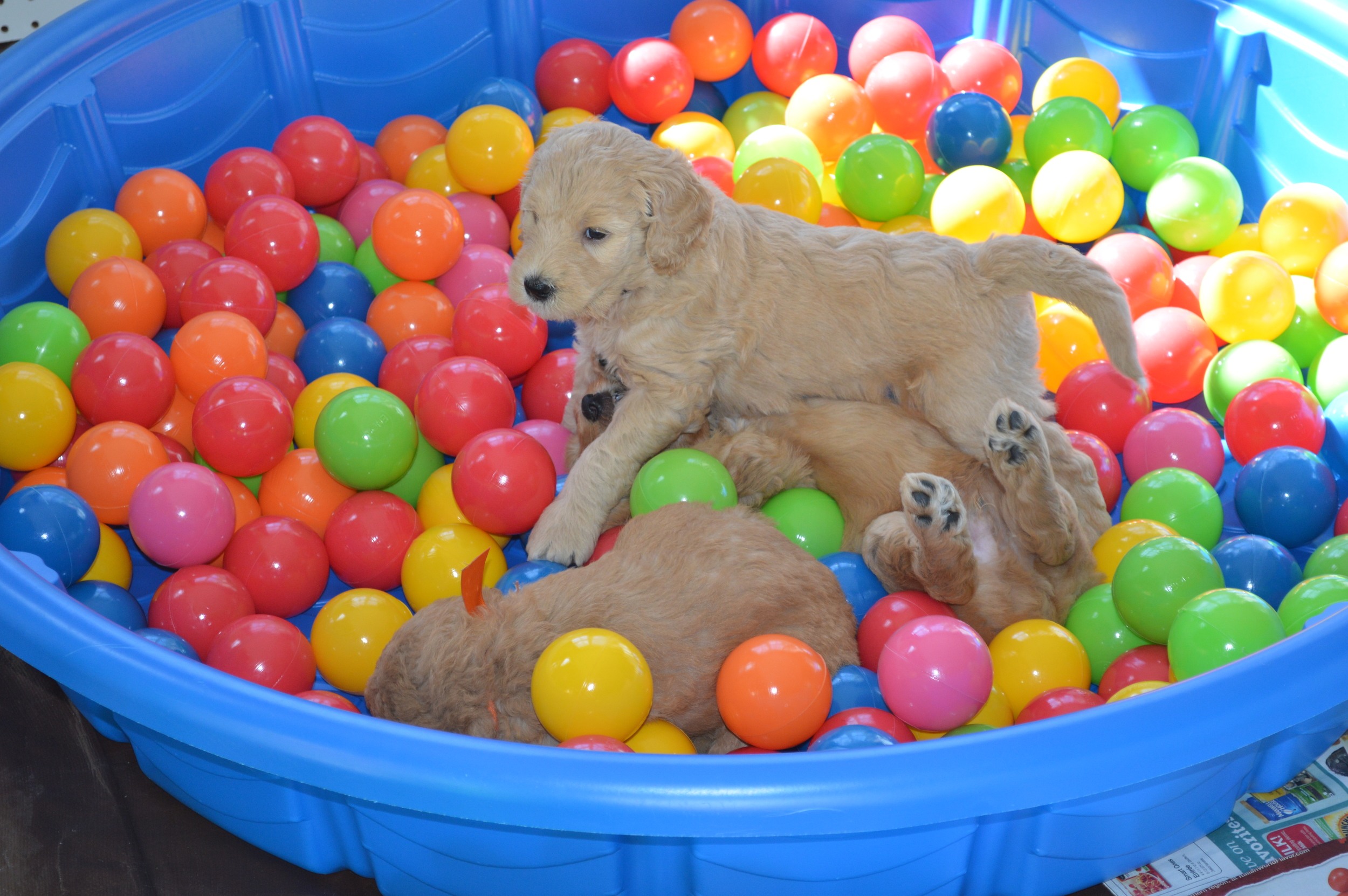 goldendoodle puppies lakeside pups