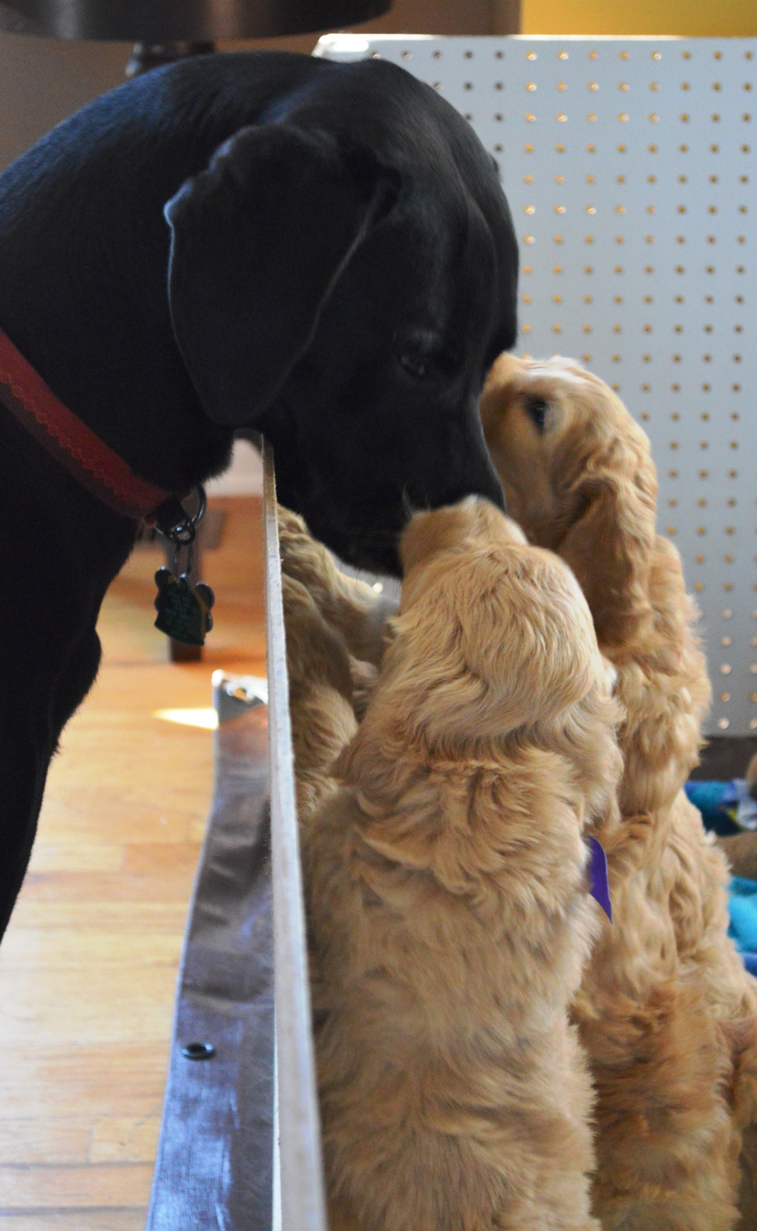 goldendoodle puppies lakeside pups