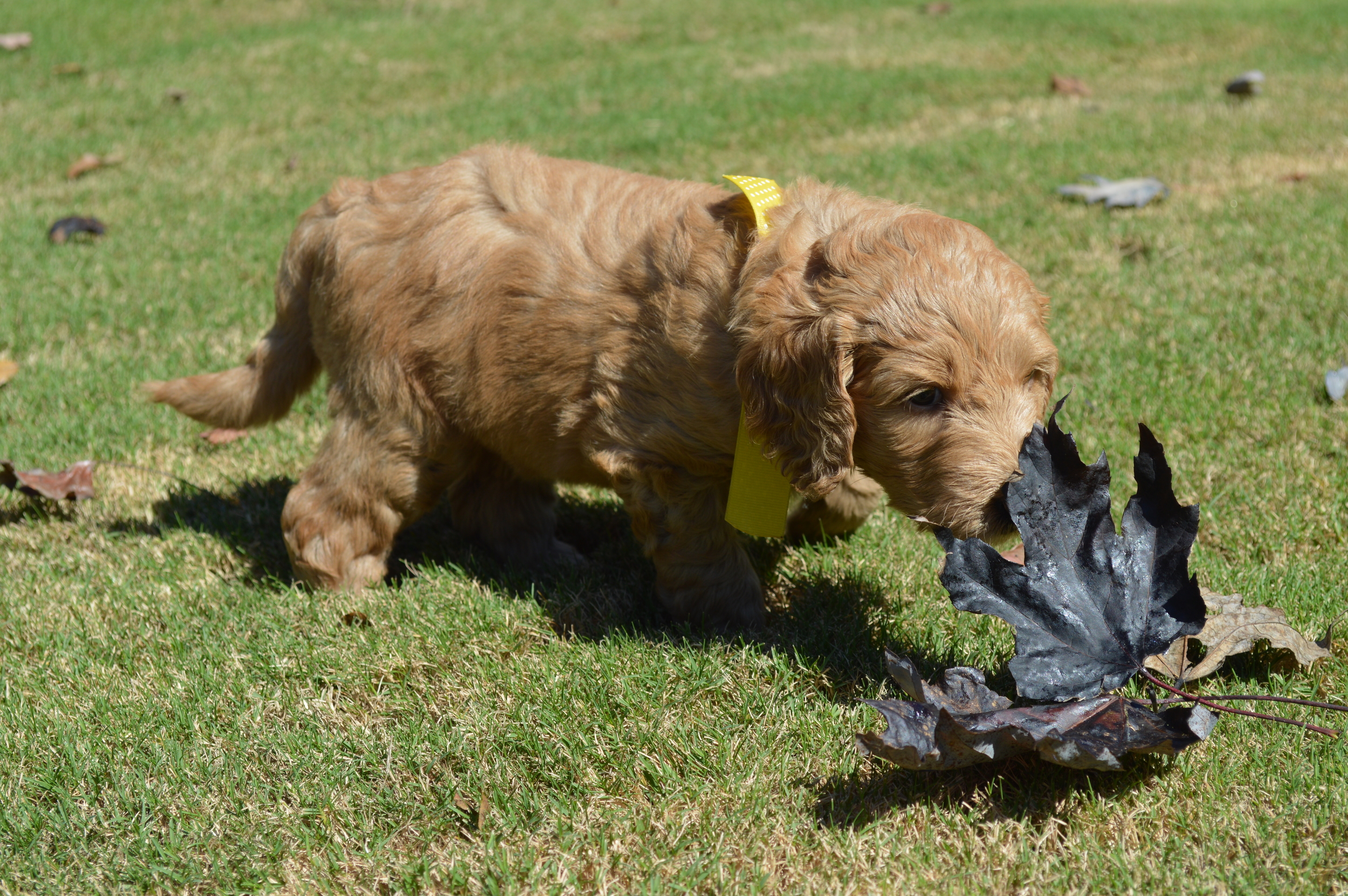 goldendoodle puppies atlanta georgia