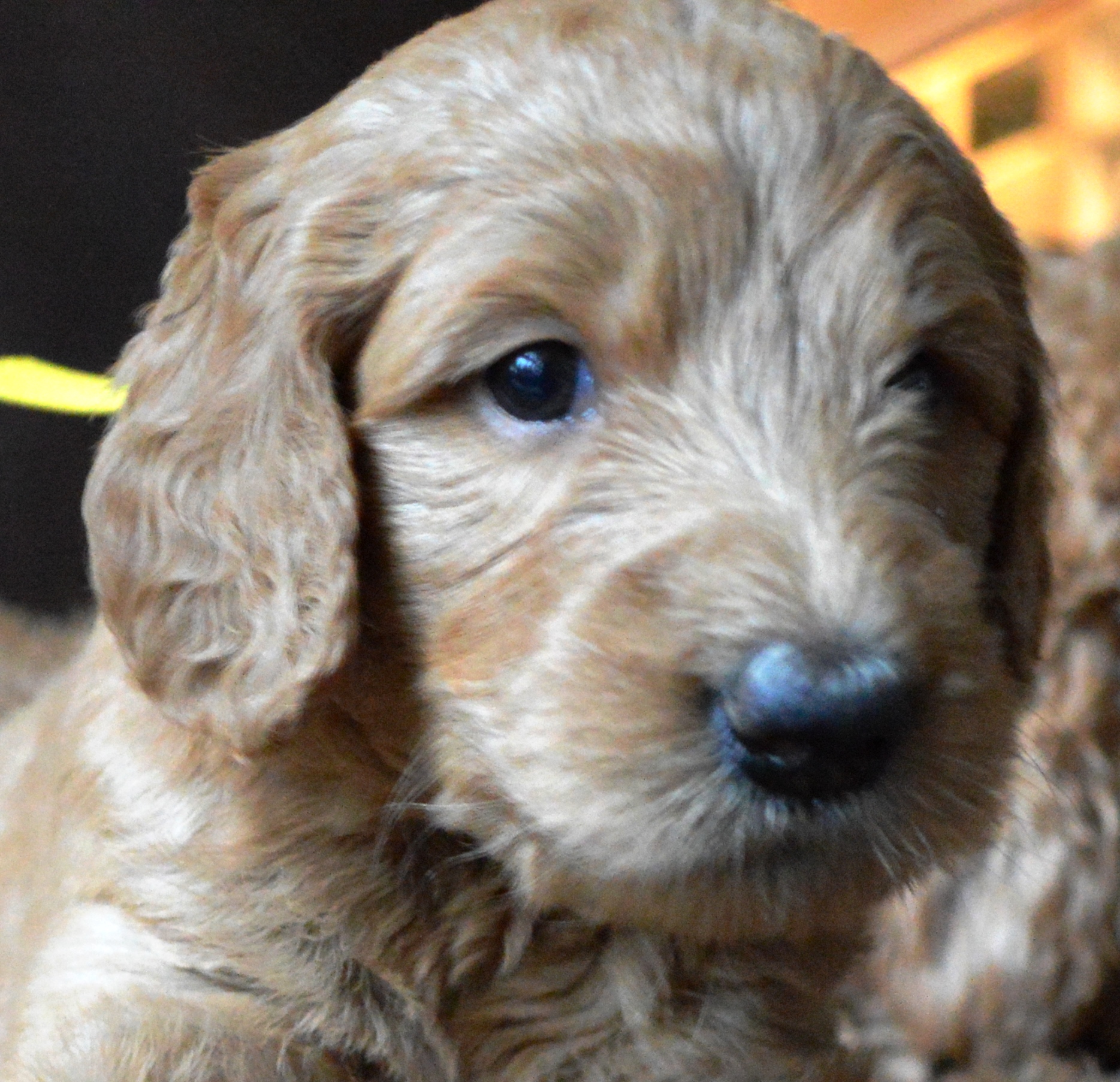 goldendoodle puppies atlanta georgia