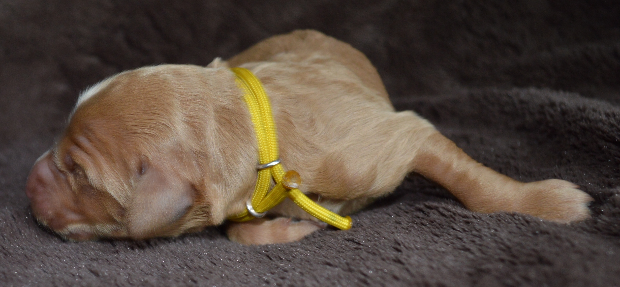 goldendoodle puppies atlanta georgia