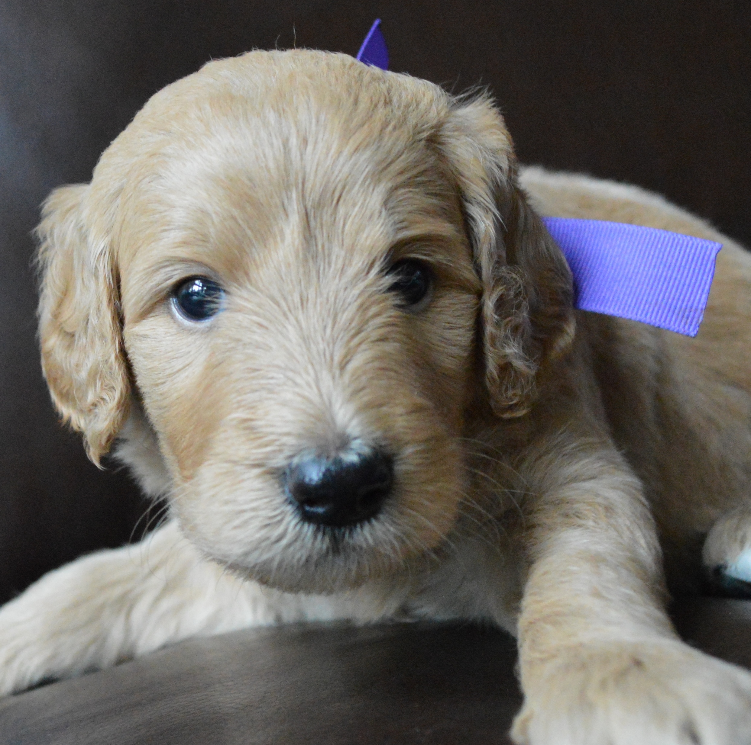 goldendoodle puppies atlanta ga