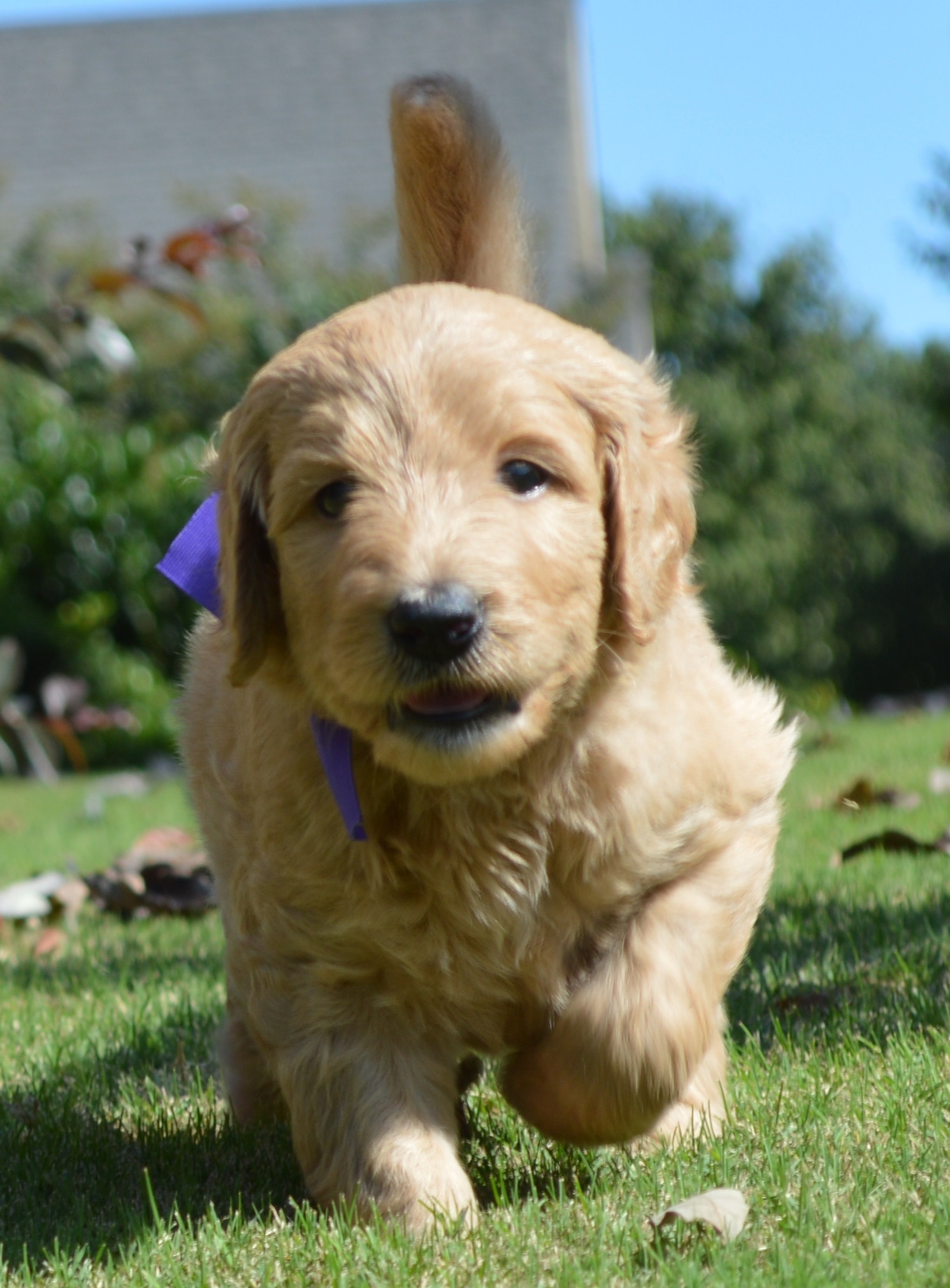 goldendoodle puppies atlanta ga