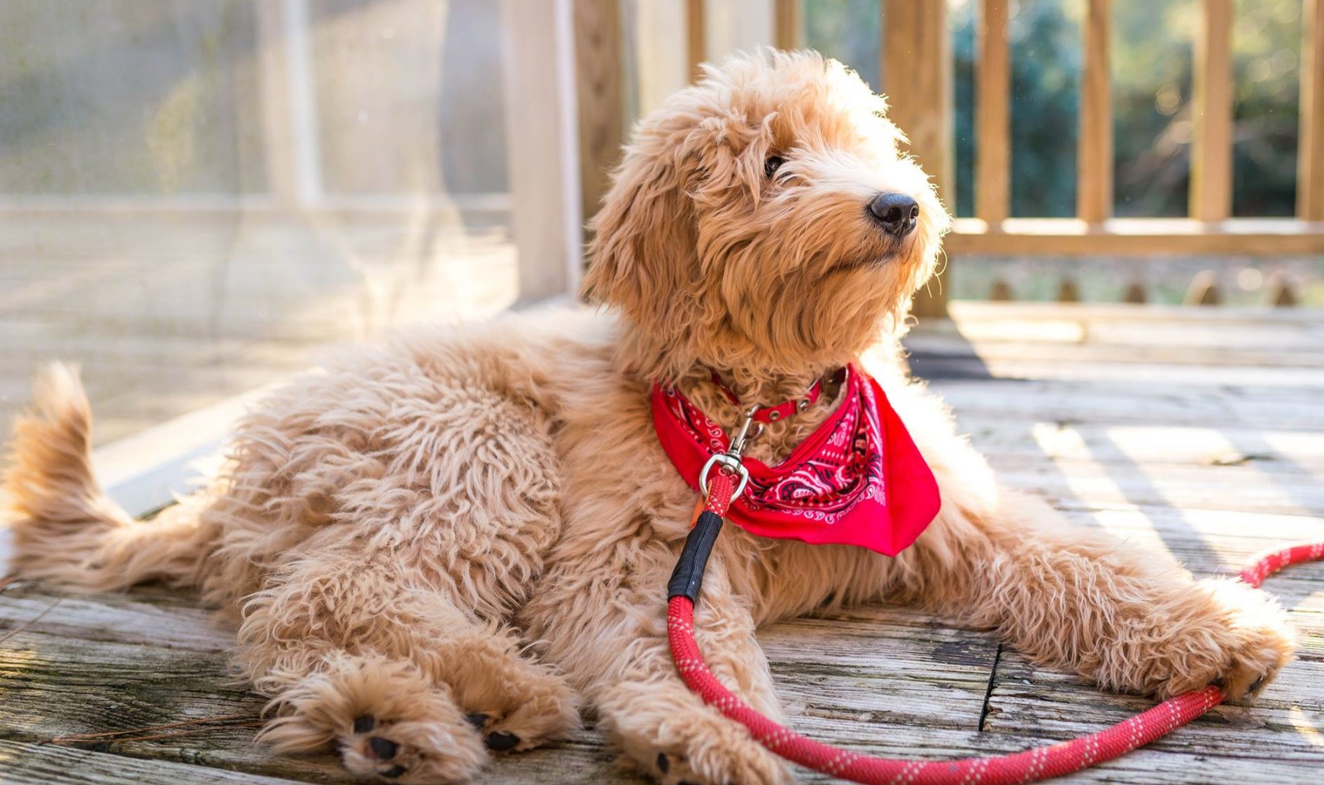 goldendoodle puppies atlanta ga