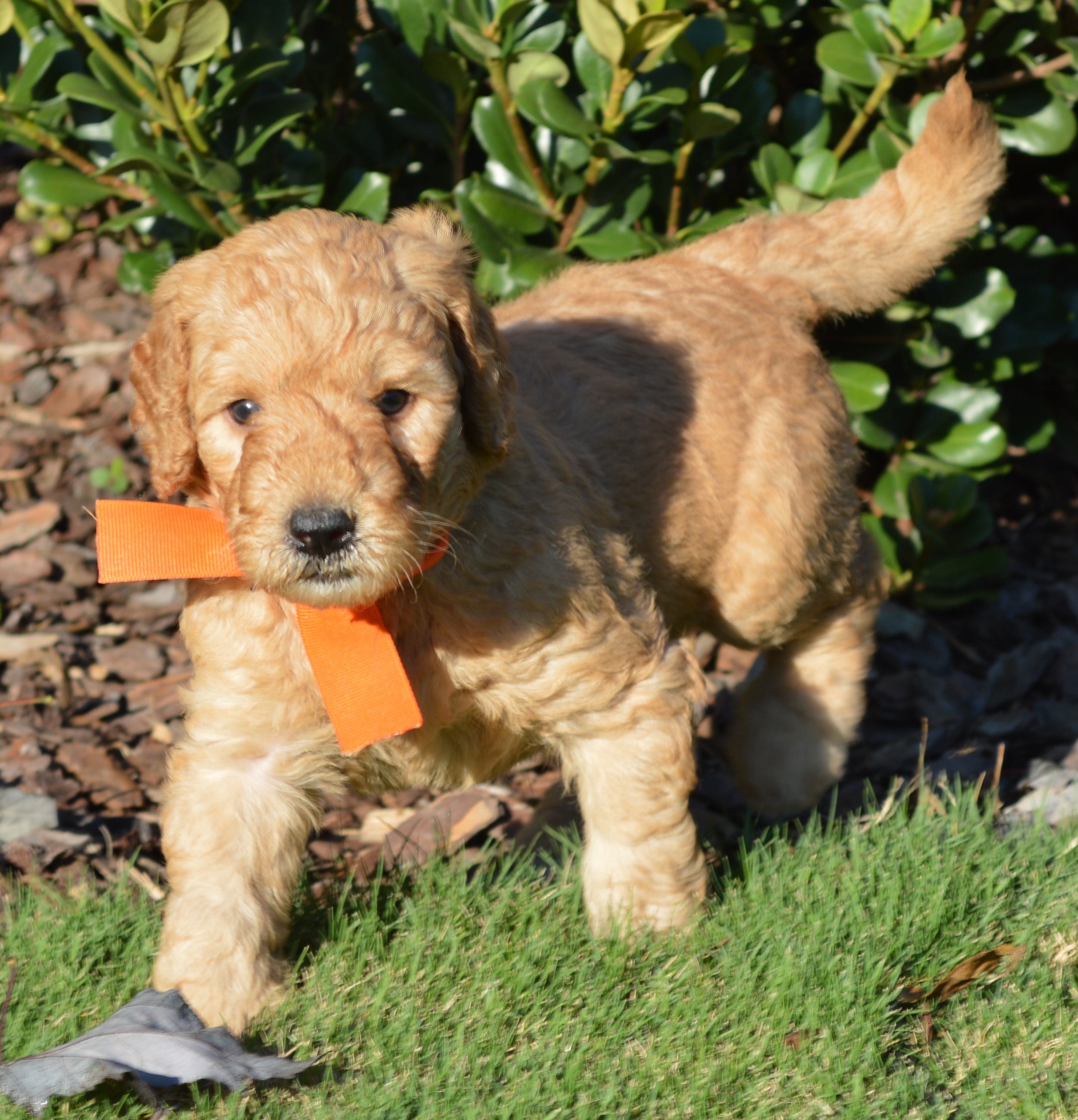 goldendoodle puppies atlanta ga