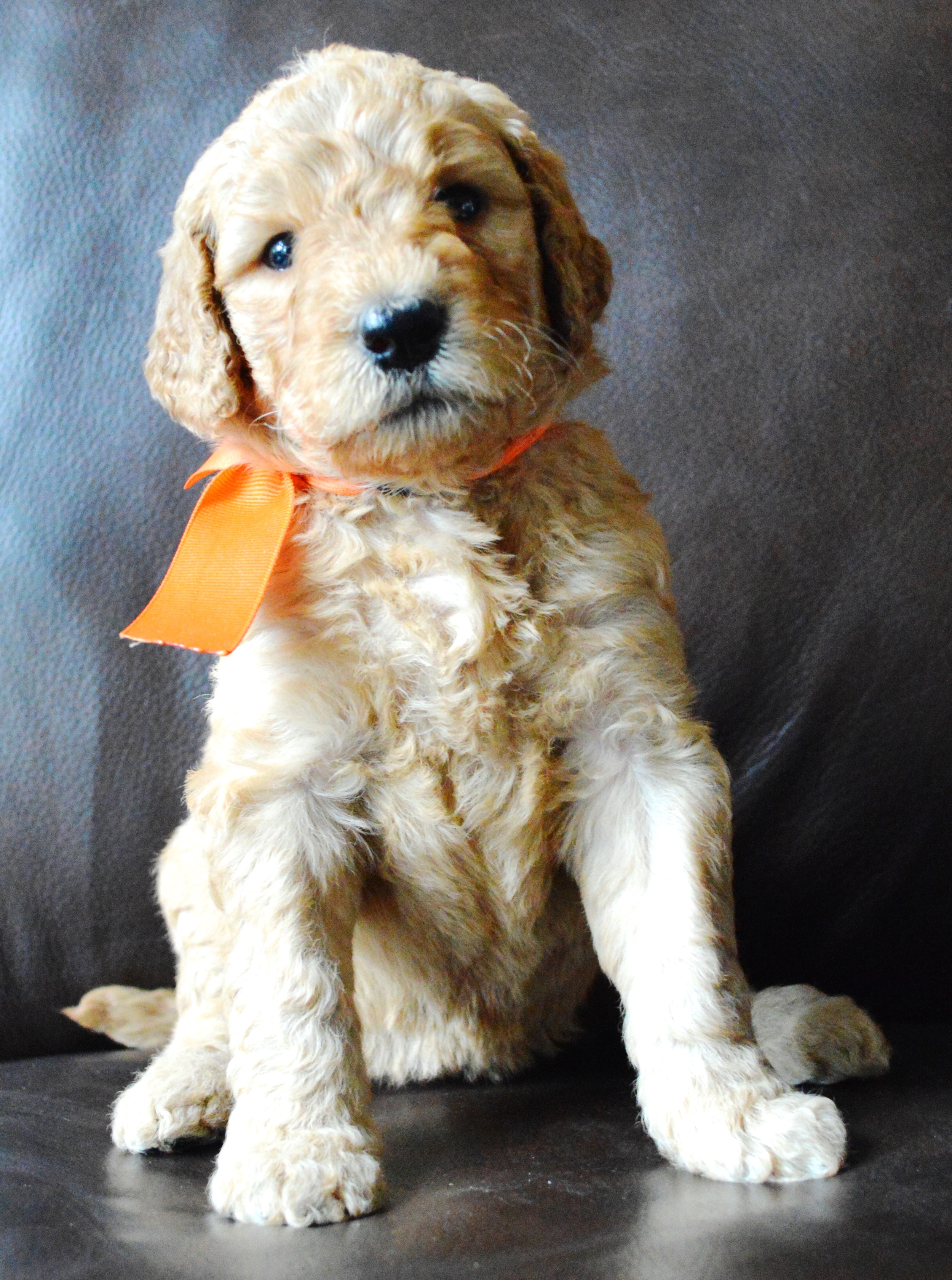 goldendoodle puppies atlanta ga